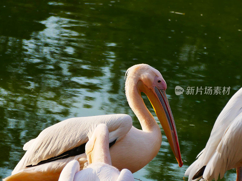 大白鹈鹕(Pelecanus onocrotalus)